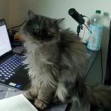 Foto del gato perdido en Lahore