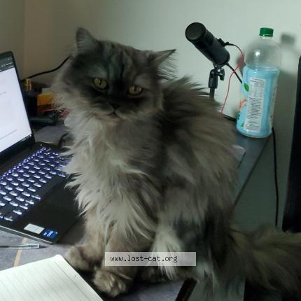 Foto 1/1 Ash Chat perdido en Lahore