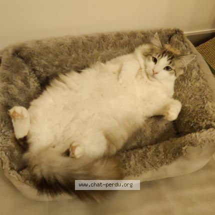 Foto 1/1 Snow Chat perdido en Plassay