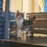 Foto del gato perdido en Annecy Le Vieux