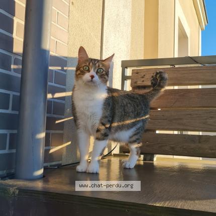 Foto 1/1 Rocket Chat perdido en Annecy le vieux