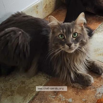 Foto 1/1 Gato encontrado Perdido en 17220 clavette