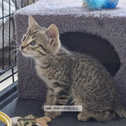 Foto 1/1 Gato encontrado Encontrado en Saint jacques de la lande