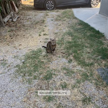 Foto 1/1 Gato encontrado Encontrado en Marignane