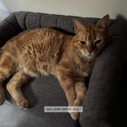 Foto 1/1 Vagabond Chat perdido en Thiais