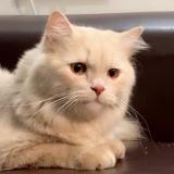 Foto del gato perdido en Gurugram