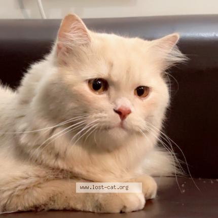 Foto 1/1 Pumba Chat perdido en Gurugram