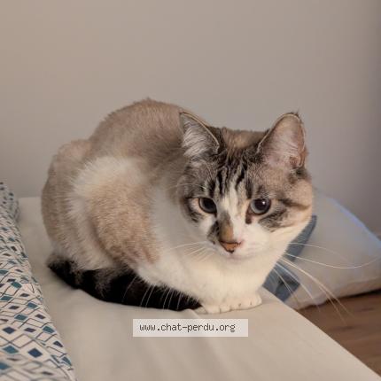 Foto 1/1 Yuki Chat perdido en Rouen