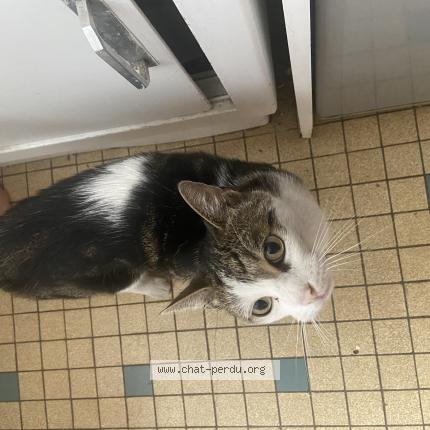 Foto 1/1 Gato encontrado Encontrado en Paris