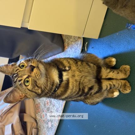 Foto 1/1 Happy Chat perdido en Paris