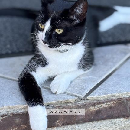 Foto 1/1 Zezët Chat perdido en Gellin