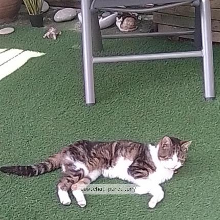 Foto 1/1 Coline Chat perdido en Le perron