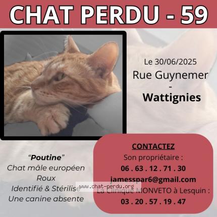 Foto 1/1 Poutine Chat perdido en Wattignies
