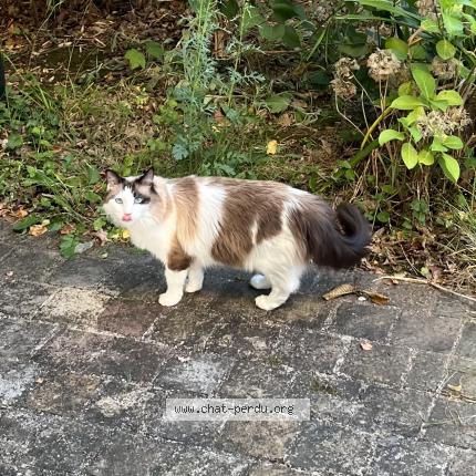 Foto 1/1 Poppy Chat perdido en Villemoisson sur orge