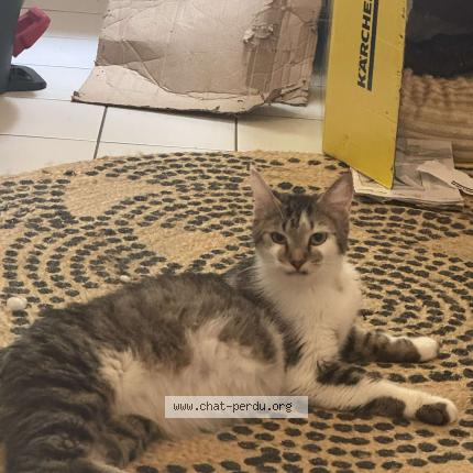 Foto 1/1 Neyla Chat perdido en Tours