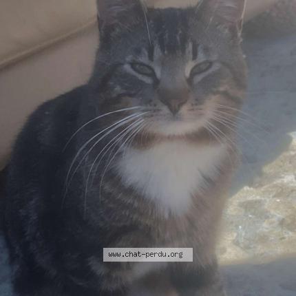 Foto 1/1 Tsuki Chat perdido en Charleroi couillet