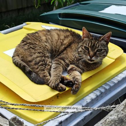Foto 1/1 Gato encontrado Encontrado en Vern sur seiche
