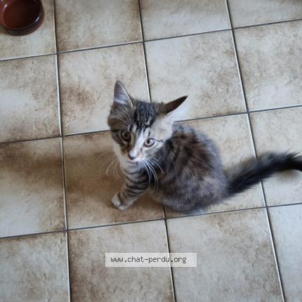 Foto 1/1 Gato encontrado Encontrado en Limoges