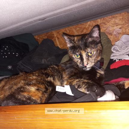 Foto 1/1 Kiwi Chat perdido en Millau