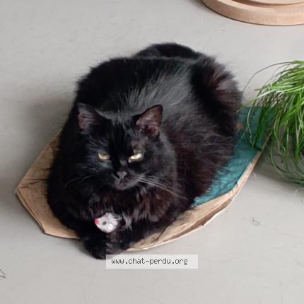 Foto 1/1 Gato encontrado Perdido en Frejus