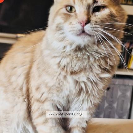 Foto 1/2 Yoda Chat perdido en Bourg saint christophe