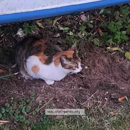 Foto 1/1 Caramel Chat perdido en Marly