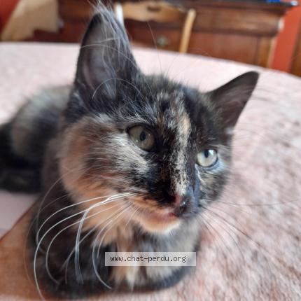 Foto 1/1 Gato encontrado Perdido en Le grand quevilly