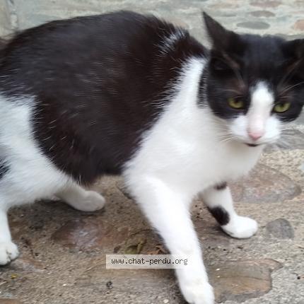 Foto 1/1 Gato encontrado Encontrado en Villefranche de rouergue