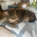 Foto del gato perdido en Salavaux