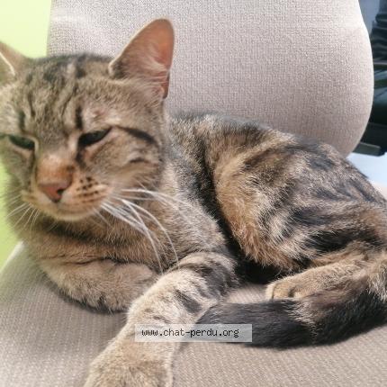 Foto 1/1 Gato encontrado Encontrado en Wasselonne