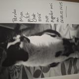 Foto del gato perdido en Caluire