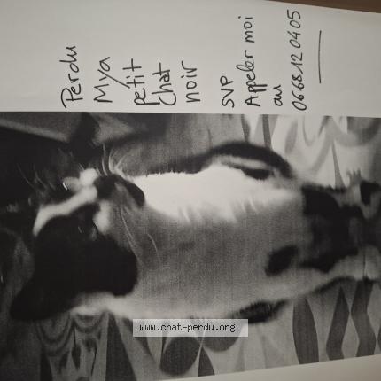 Foto 1/1 Mya Chat perdido en Caluire