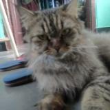 Foto del gato perdido en Hyderabad