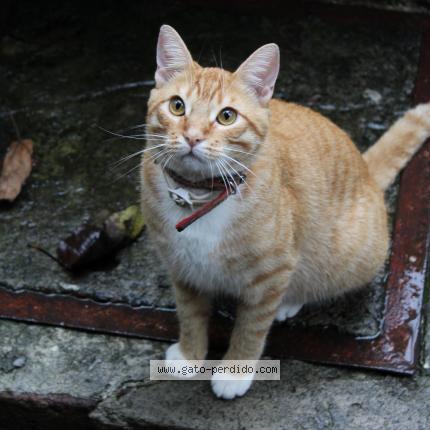 Foto 1/1 Chuchitoño Chat perdido en Xalapa