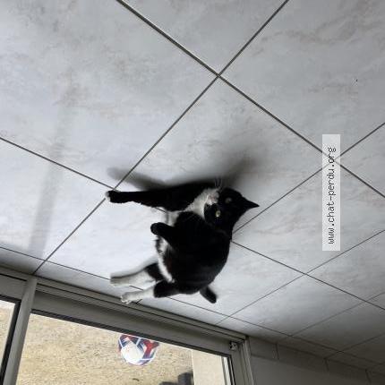 Foto 1/1 olly Chat perdido en Nlain