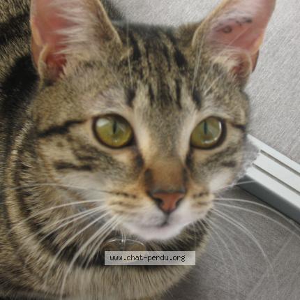 Foto 1/1 Indi Chat perdido en Le haillan