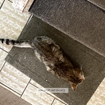 Foto 1/1 Gato encontrado Encontrado en Riom