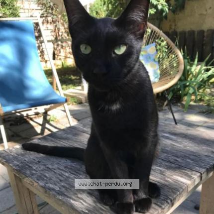 Foto 1/1 Misty Chat perdido en La seyne sur mer