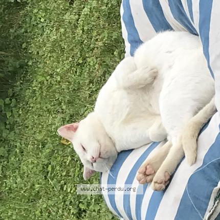 Foto 1/1 MOUSS Chat perdido en Courmangoux