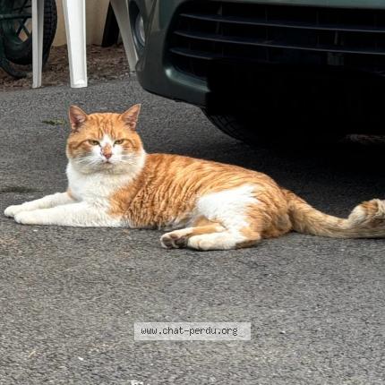 Foto 1/1 Rouquin Chat perdido en Tresques