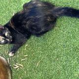 Foto del gato perdido en Ondres