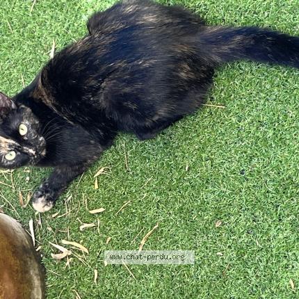 Foto 1/1 Minette Chat perdido en Ondres