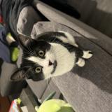 Foto del gato perdido en Fresnes