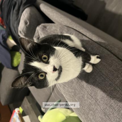 Foto 1/1 Whisper Chat perdido en Fresnes