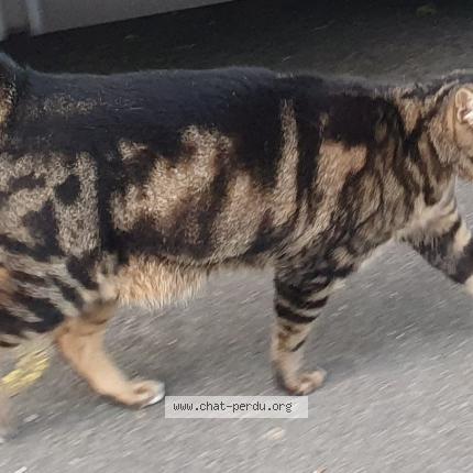 Foto 1/1 Manao Chat perdido en Gland