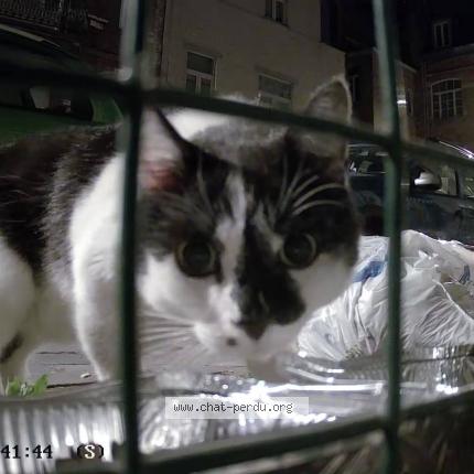 Foto 1/1 Gato encontrado Encontrado en Bruxelles ville