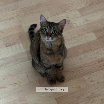 Foto 1/1 Crumble Chat perdido en Toulouse