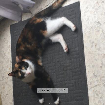Foto 1/1 Patch Chat perdido en Marseille