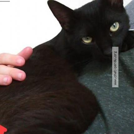 Foto 1/1 Capsule Chat perdido en Orange