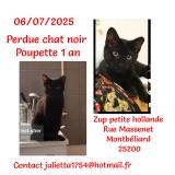 Foto del gato perdido en Montbeliard